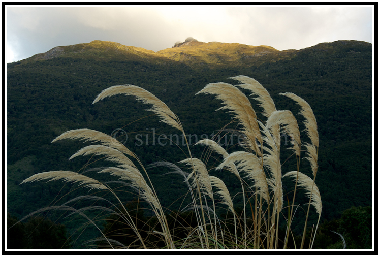 The sun first touches the peak of this mountain that is fronted by tall reeds..