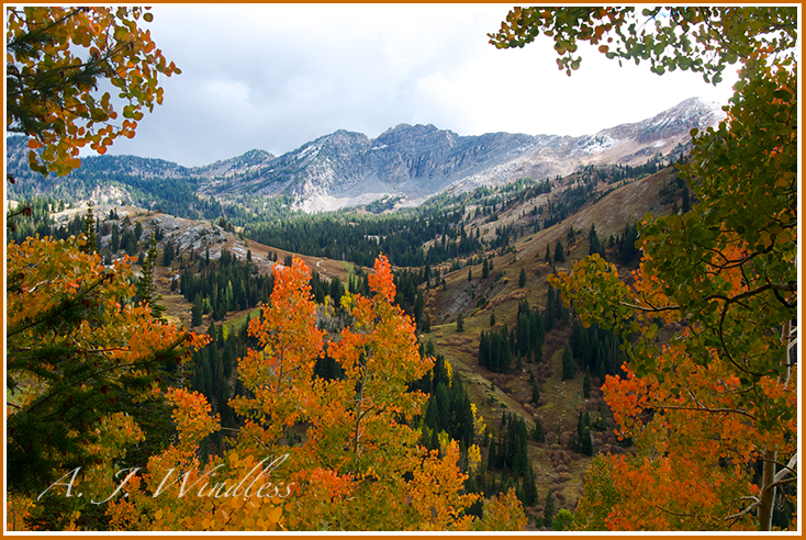 Viewing the other side of the canyon through the autumn colored aspen leaves.