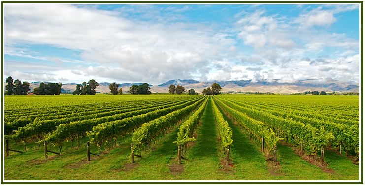 The fanning rows of a New Zealand vineyard
