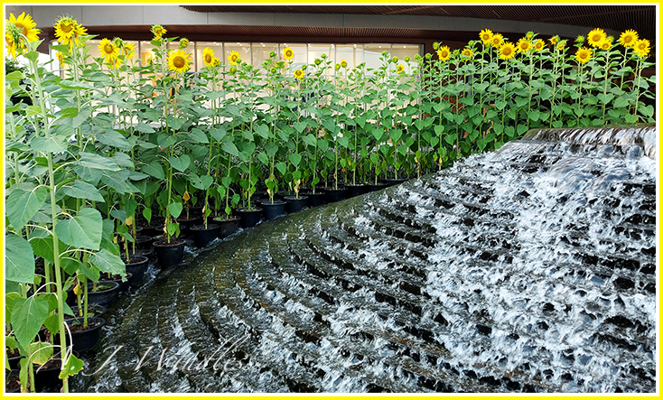 Sunflowers are lined up at the bottom of this cascading water, but are they waiting or wading?