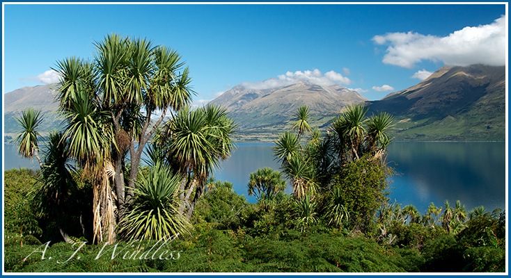 Yucca trees beautifully front the blue waters of Lake Wakatipu with its back drop of cloud carressed mountains.