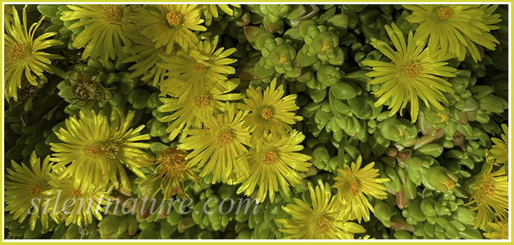 These yellow flowers in intriquing shadow and light have an unusual sheen to them.