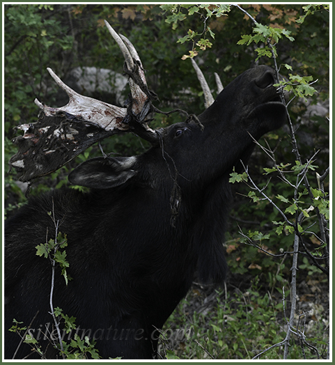 A bull moose still shedding his velvet reaches high for the maple leaves of his choice.