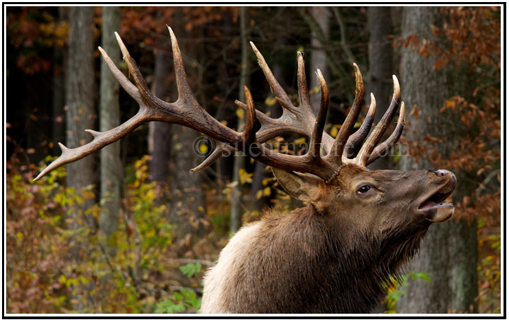 Magnificent Bull Elk