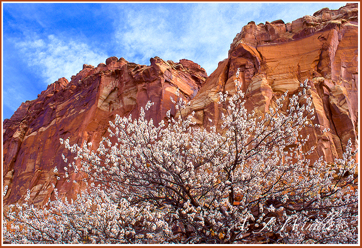 Magnificent red rock cliffs tower over an orchard tree full of white blooming blossoms at Capitol Reef National Park. See all the inspiring photos and songwriting of A. J. Windless at this website.