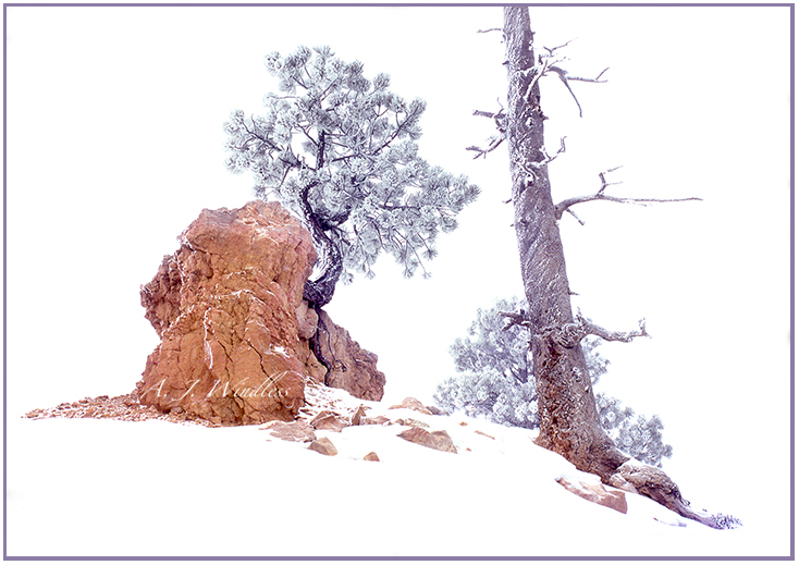 A snow covered tree growing out of a rock that, although a phiotograph, looks very much like a watercolor painting.