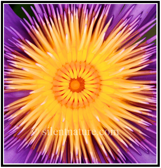 Close up of the center of a water lily with its radiating purple and yellow. 