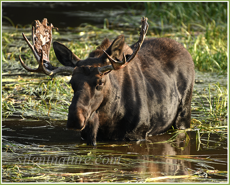 A bull moose wades into the water while the late evening sun illuminates him.