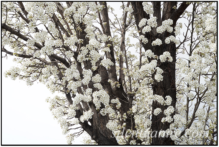 These blossoms come in gorgeous white clusters that contrast with the dark trunks of the tree.