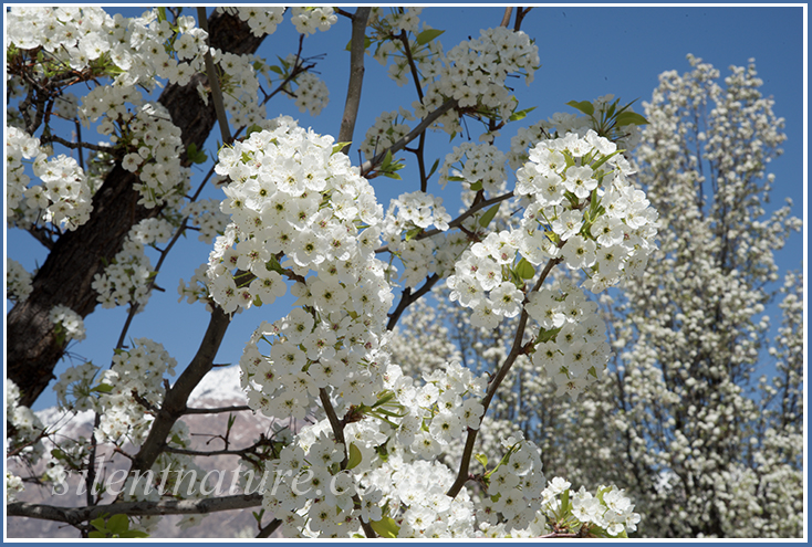 These blossoms show off their whites in their brightest wedding gowns.