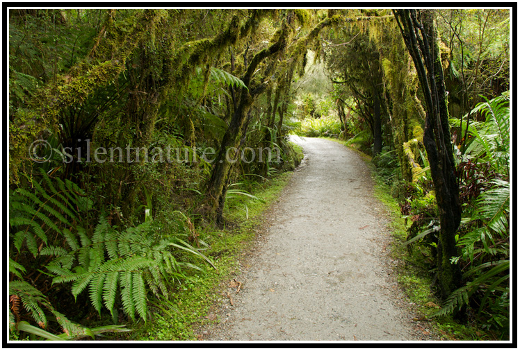 Trail through the Westland rainforest 