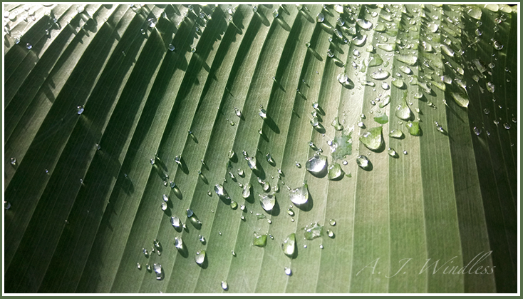 The sun illuminates a shower soaked banana leaf as huge drops roll down along its ribs. 