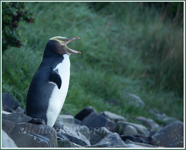 A yellow-eyed penguin calls out emphatically for his mate on a New Zealand beach.