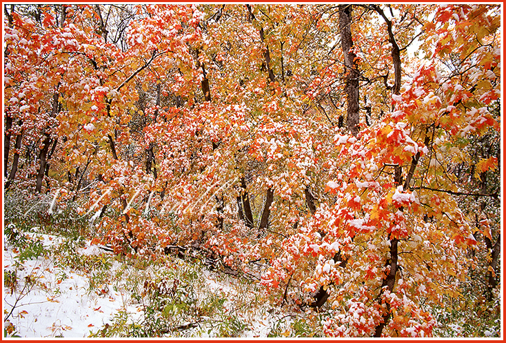 A forest of maple trees, still in their finest fall colors, is doused with an early snow.