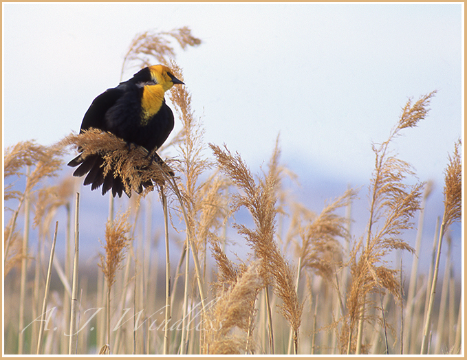 A yellow breasted blackbird sits atop seeded reeds.