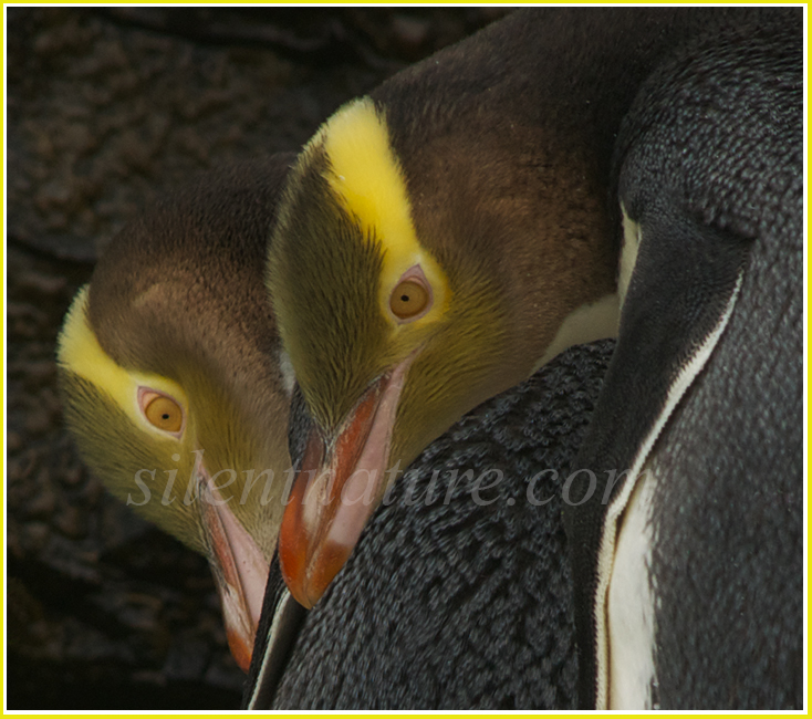A stunning composition of two yellow-eyed penguins with their heads together in artistic fashion.