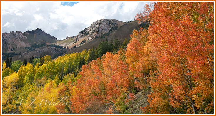 Aspen trees glow in brilliant oranges with the changing light as the sun moves in and out of the clouds.